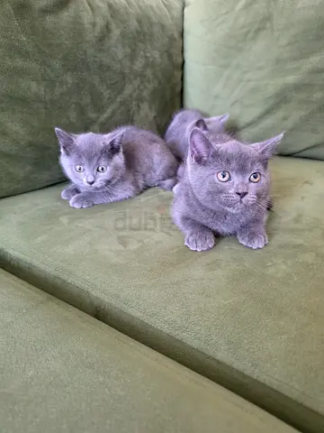 3 Gorgeous British Shorthair Blue Point Kittens Male Looking for a loving home