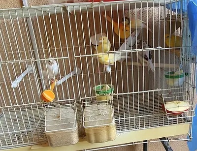 7 canary birds