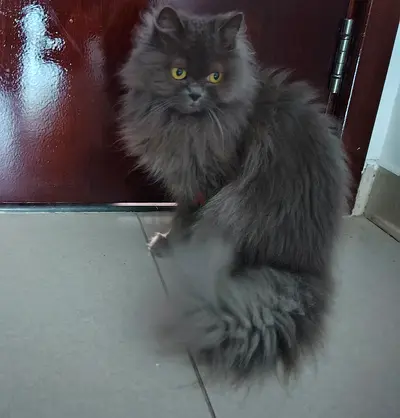 Long-haired grey cat, friendly adult looking for new home