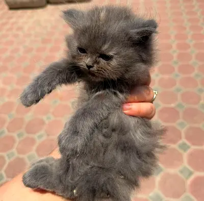 Persian male kitten