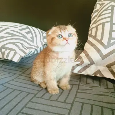 Luxury pure breed chinchilla ny11 female kitten