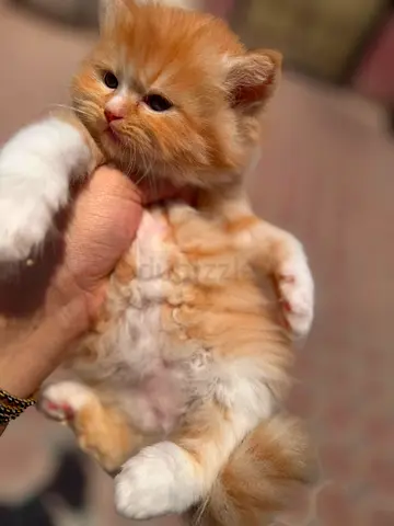 Persian male kitten