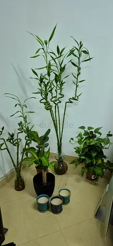 Priced to sell. Indoor decorative potted plants set — bamboo and leafy varieties, ready to place.