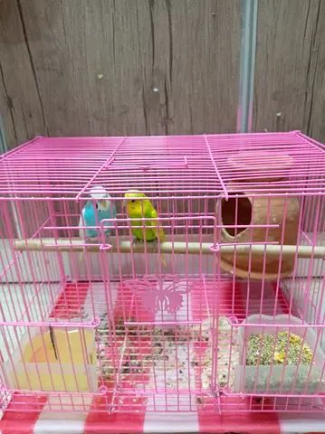 Budgies breeding pair if interested msg me on whatsapp or call me