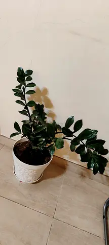 Small indoor ZZ plant and other 2 indoor plants in white pot