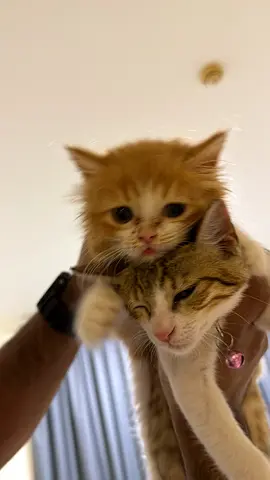 Two friendly young cats available for adoption free adoption