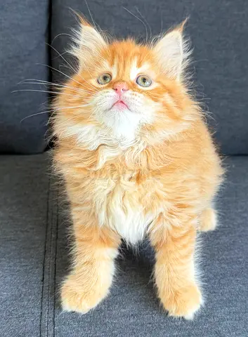 Adorable Pure Persian Kittens