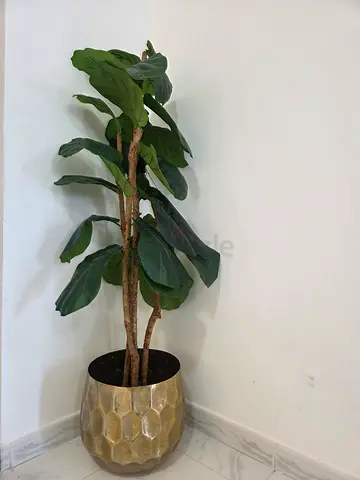 Tall Decorative Potted Fiddle Leaf Fig (Artificial) - Gold Planter
