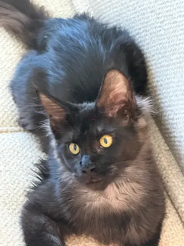 Maine $%! female kitten