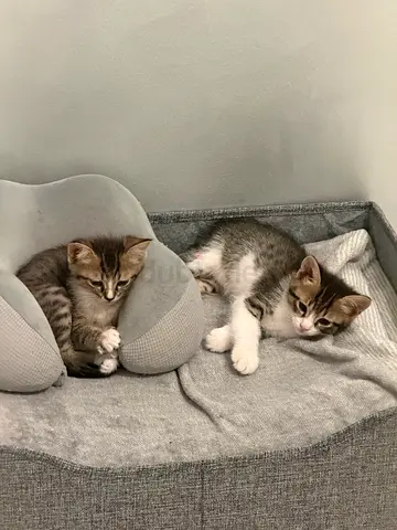 Two playful persian kittens looking for a home