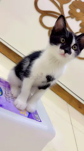 Kitten for the adoption