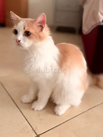 Cat for adoption