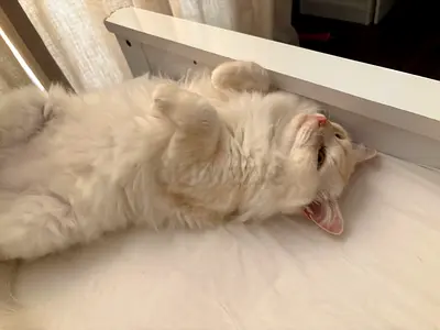 Cat for adoption