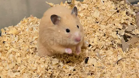 Hamster free adoption