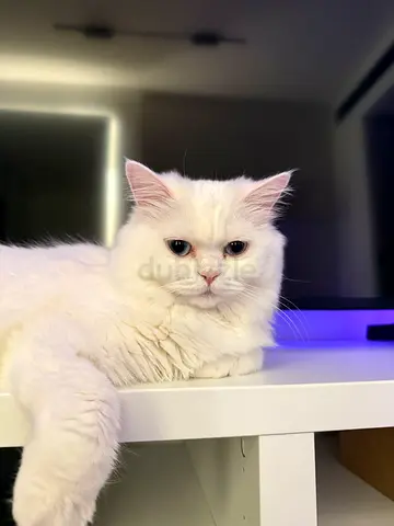 White Persian Cat Free Adoption