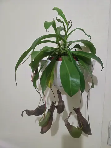 Live Hanging Pitcher Plant (Nepenthes) - Healthy Indoor Carnivorous Plant