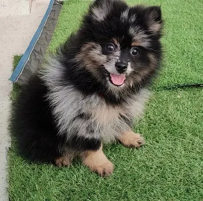 3-month-old Keeshond/Pomeranian mix puppy - playful and healthy