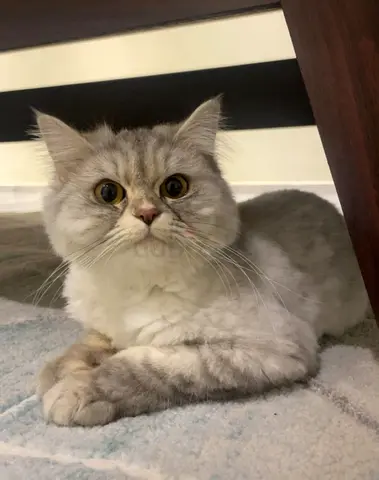 Cats