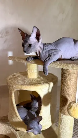 sphinx kittens