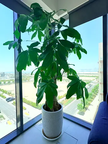 Large indoor Pachira (Money Tree) in white ceramic pot - healthy, tall houseplant