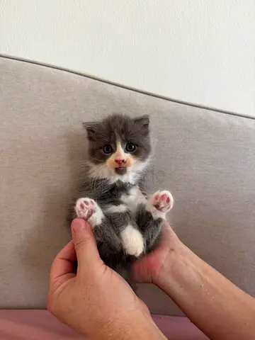 Kitten