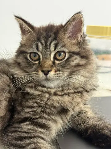Kitten