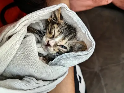 Kitten for adoption