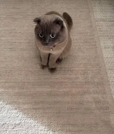 Scottish fold male