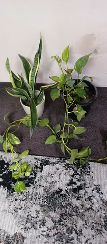 2 pots home plants