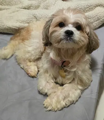 PETS FOR FREE,ADOPTION