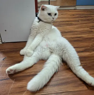 British female cat