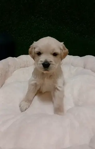 Golden retriever puppy