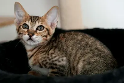 *FREE ADOPTION* Meet Kittens Adam  Eve 💛 Their Bags Are Packed—Now They Just Need a Family 💛