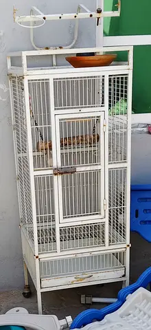 Birds cage