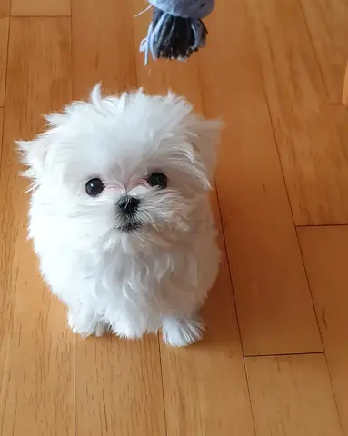 Cute White Maltese Puppy — Friendly and Playful Ready for Adoption.