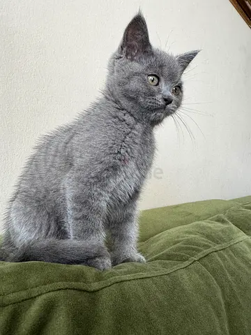 3 Gorgeous British Shorthair Blue Point Kittens Male Looking for a loving home