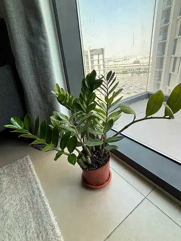 Potted ZZ Plant (Zamioculcas zamiifolia)