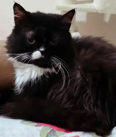 Long-haired black male cat for free adoption. He is 3 years old . Microchipping vaccine done.