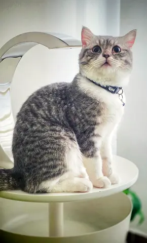 British Shorthair for adoption