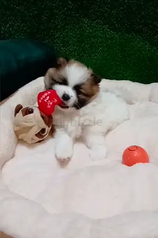 Pets