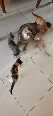 Kittens for adoption - free