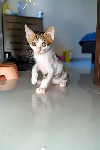 kitten