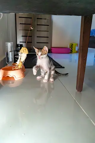 Kitten for free adoption 🐾✨
