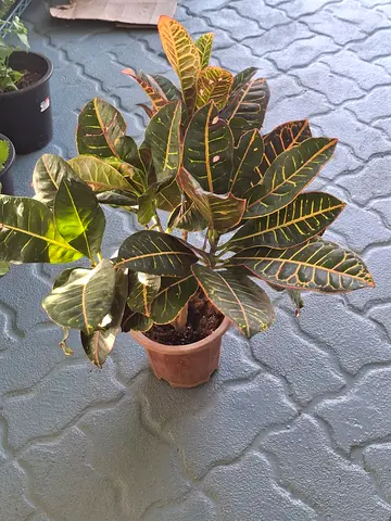 Croton houseplant in pot - healthy indoor foliage