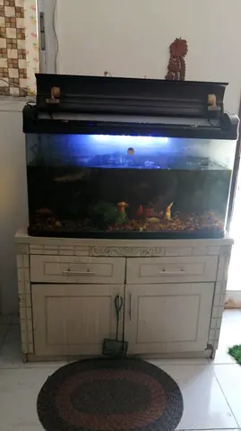 Used 60-80L Glass Aquarium with Hood and Cabinet - Includes Plants  Accessories