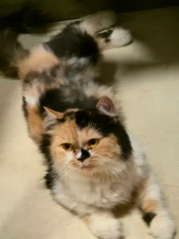 Cat Free adoption