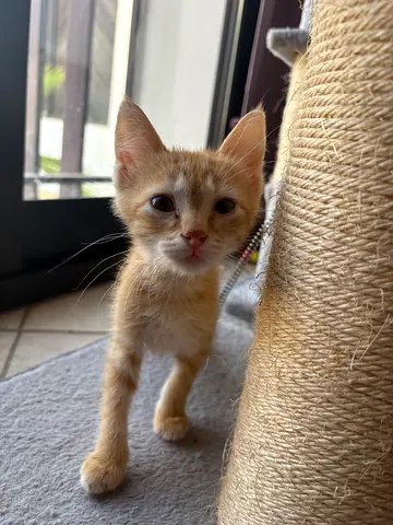 Ginger Kitten for Adoption