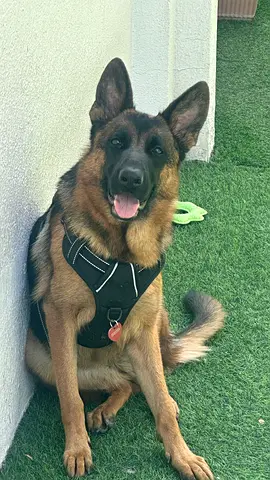 German Shepherd for adoption
