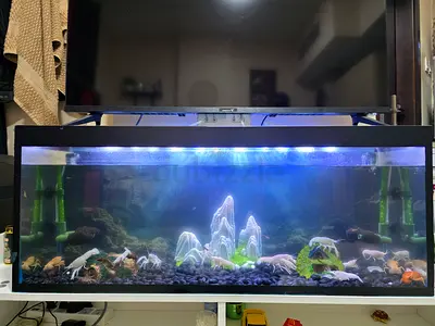 Beautiful Aquarium with Freshwater Crayfish