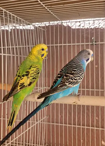 Friendly birds